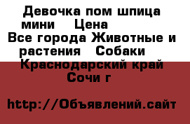 Девочка пом шпица мини  › Цена ­ 30 000 - Все города Животные и растения » Собаки   . Краснодарский край,Сочи г.